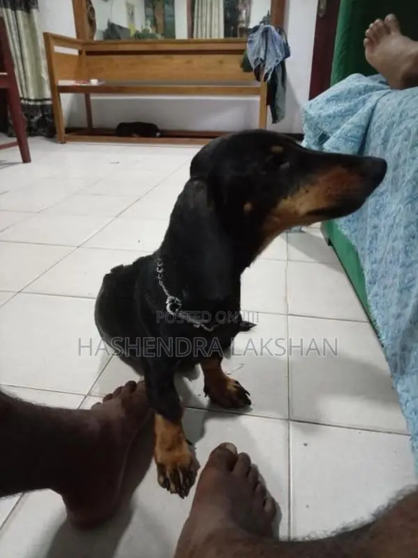 Dachshund Waragaye Balu Patawn Dedenek