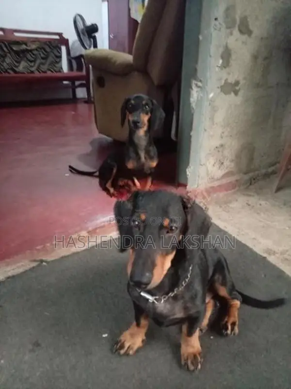 Dachshund Waragaye Balu Patawn Dedenek