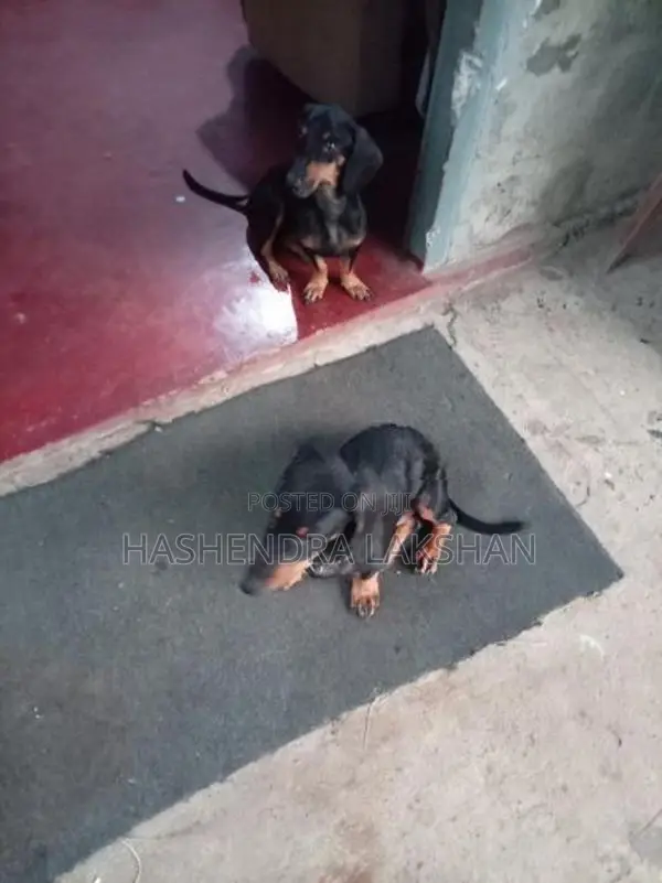 Dachshund Waragaye Balu Patawn Dedenek