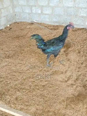 கருங்கோழி இன சேவல்