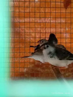 Finches Birds