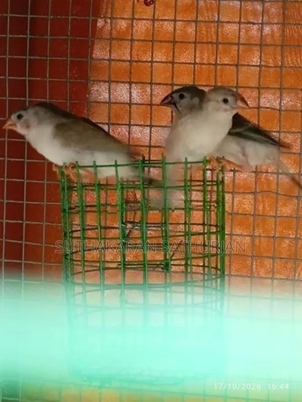 Finches Birds