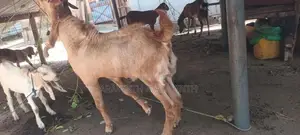 Farm Goats