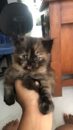 Persian Kitten