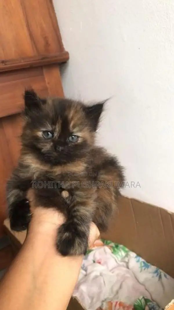 Persian Kitten
