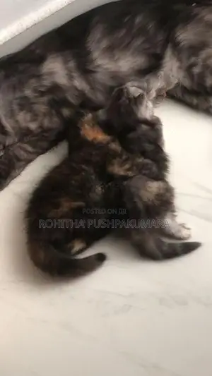 Persian Kitten