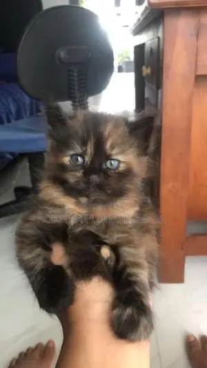 Persian Kitten