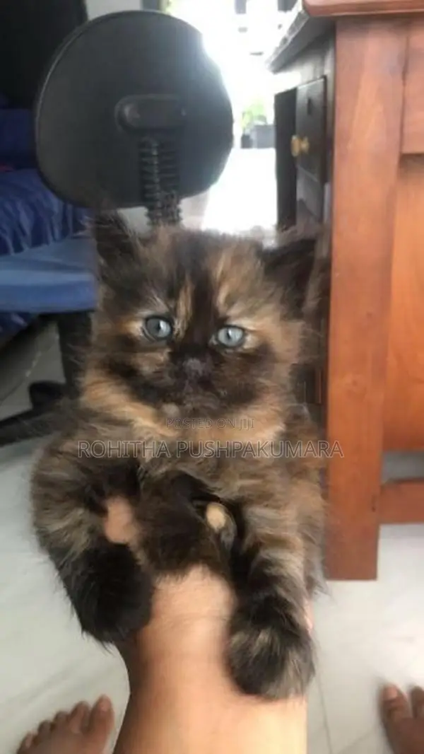 Persian Kitten