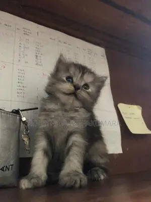 Persian Kitten