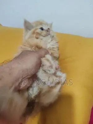 Persian Kitten