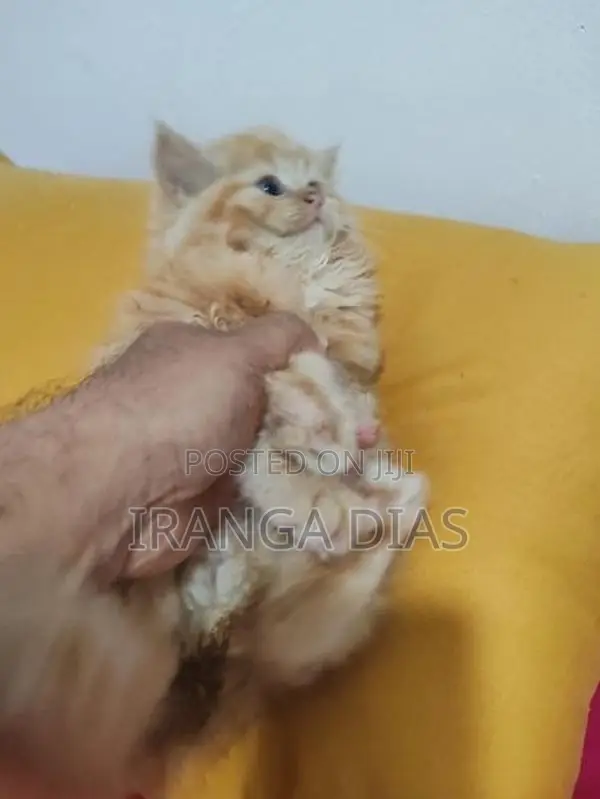 Persian Kitten