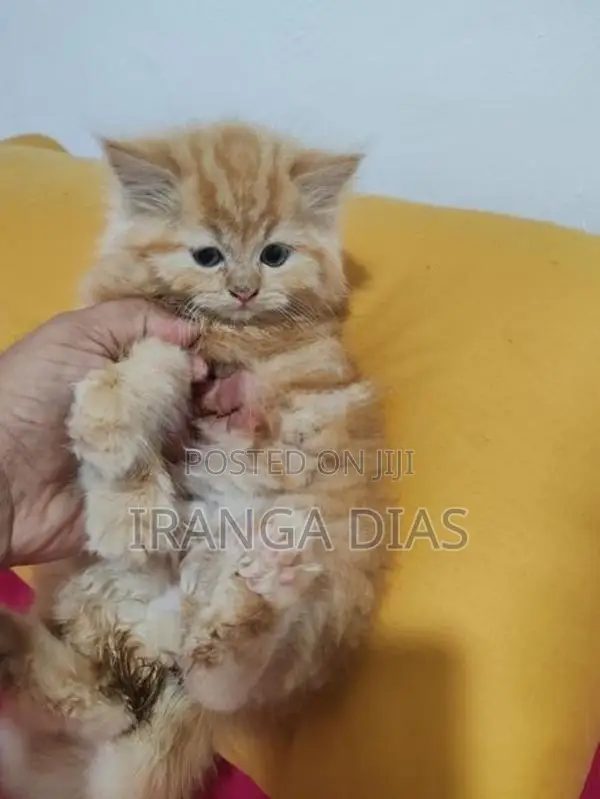 Persian Kitten