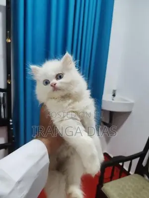Persian Kitten