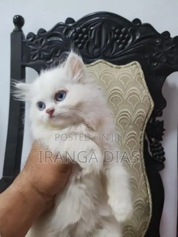 Persian Kitten