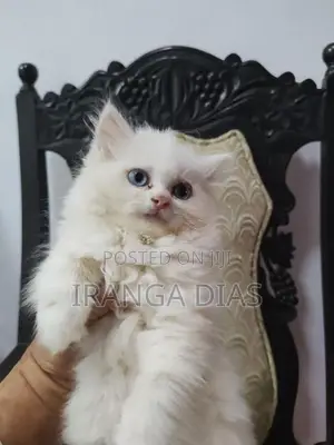 Persian Kitten