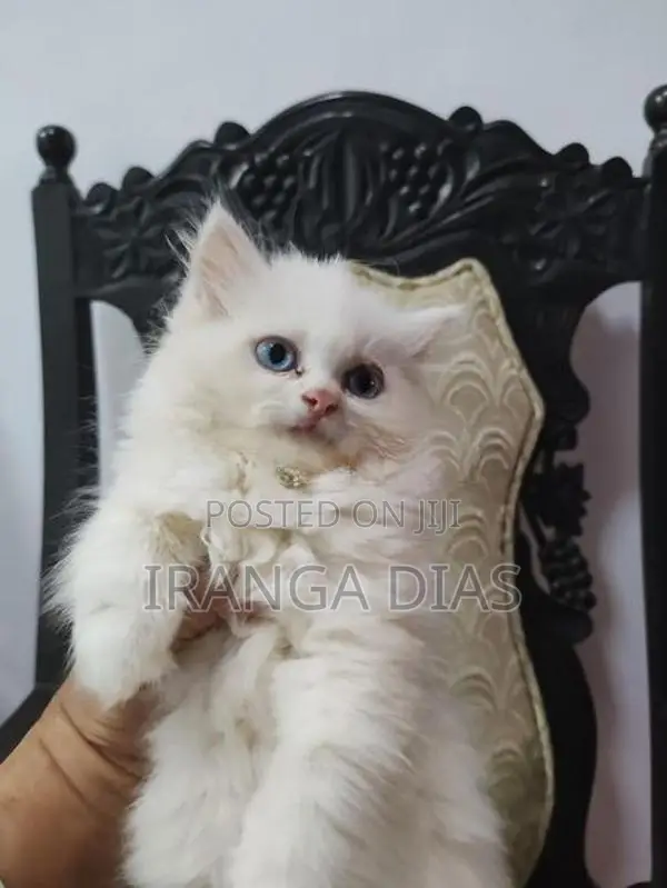 Persian Kitten