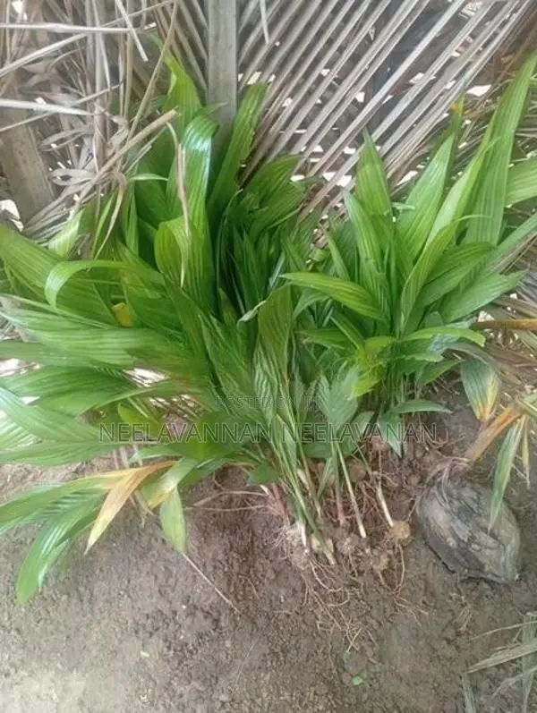 கமுகு கன்றுகள்