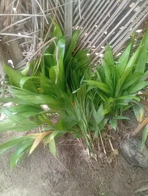 கமுகு கன்றுகள்