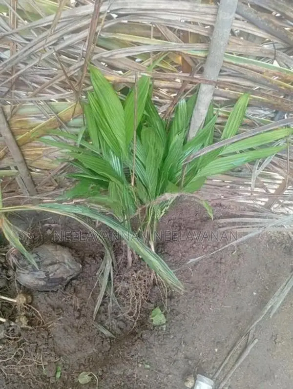 கமுகு கன்றுகள்