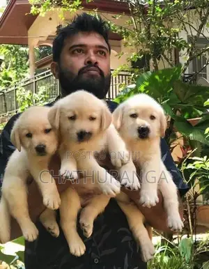 Labrador Puppies