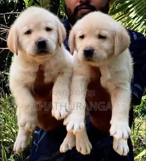 Labrador Puppies