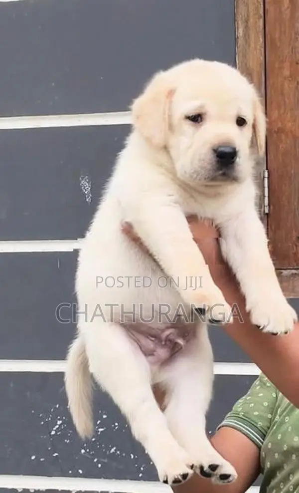 Labrador Puppies