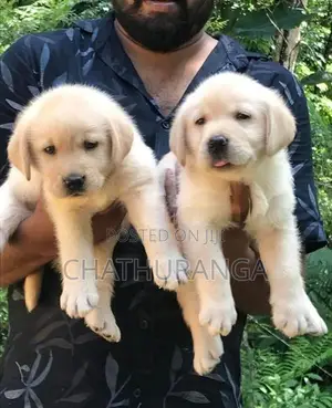 Labrador Puppies
