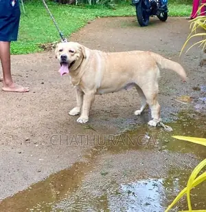 Labrador Puppies