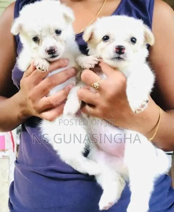 Mini Pomeranian Puppies