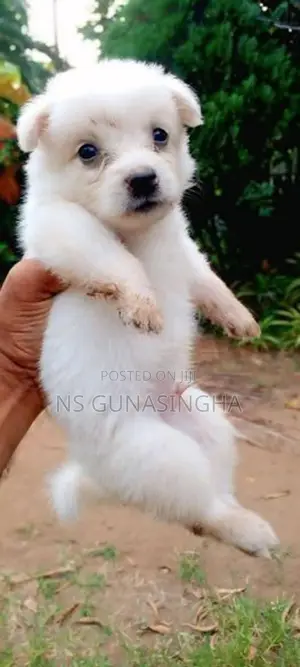 Mini Pomeranian Puppies
