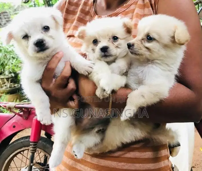 Mini Pomeranian Puppies