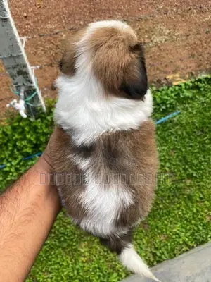 Shitzu