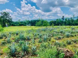 ඇහැලියගොඩ Land Sale