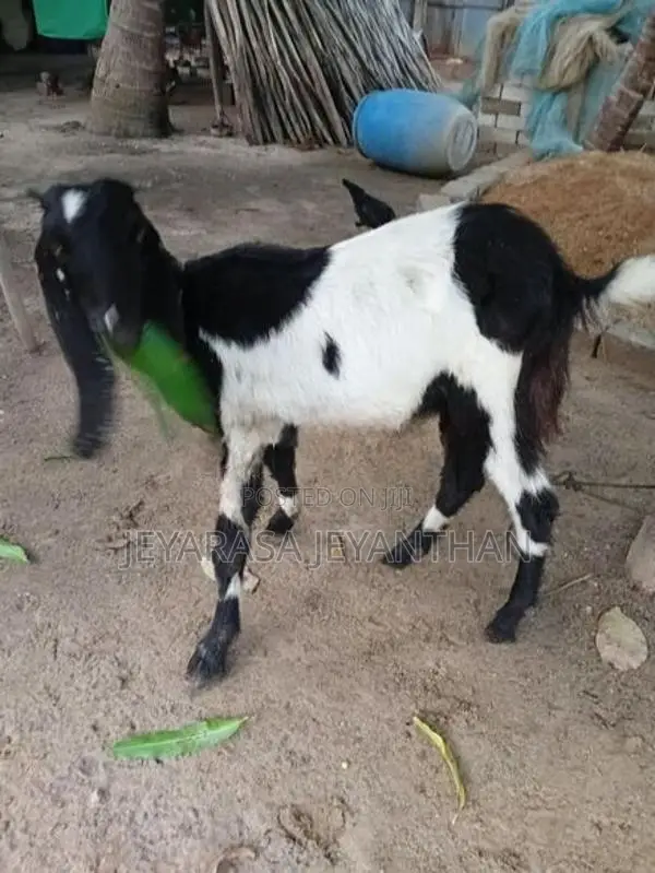 Mari Goat