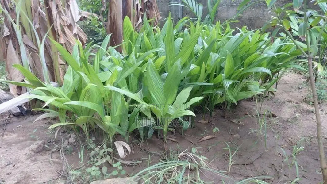 பாக்கு கன்று