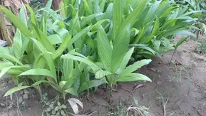 பாக்கு கன்று