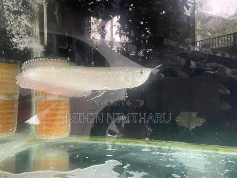 Sliver Arowana