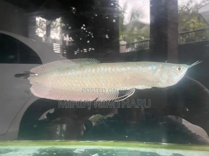 Sliver Arowana