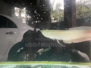 Sliver Arowana