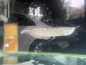 Sliver Arowana
