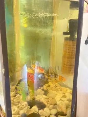 Complete Fish Tank