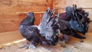 Pigeon