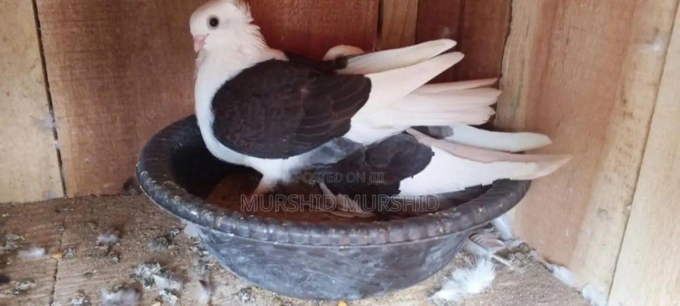 Pigeon