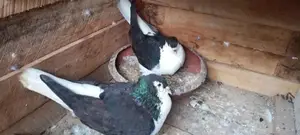 Pigeon