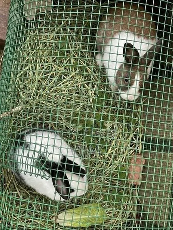 முயல் - Rabbit