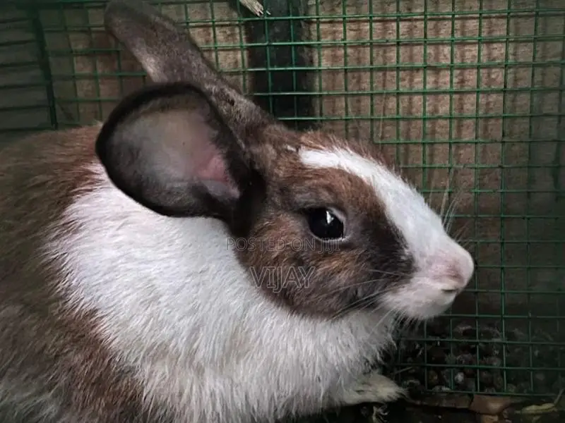 முயல் - Rabbit