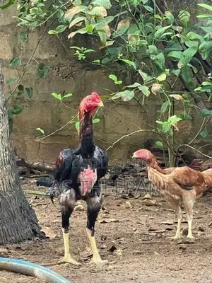 வெள்ளடியன் சேவல்