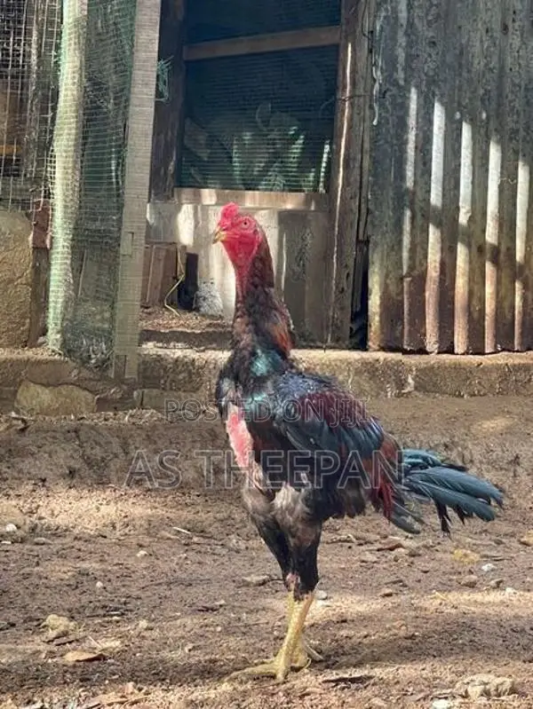 வெள்ளடியன் சேவல்