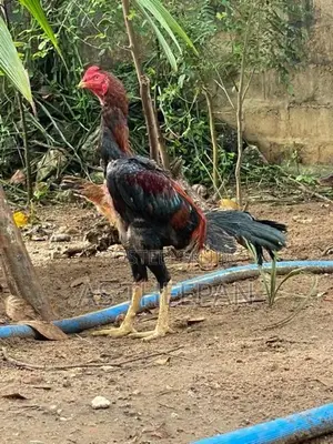 வெள்ளடியன் சேவல்