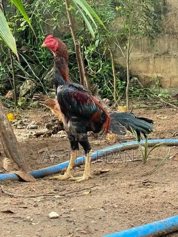 வெள்ளடியன் சேவல்